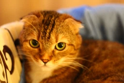 Canon EF 50mm f/1.8 STM