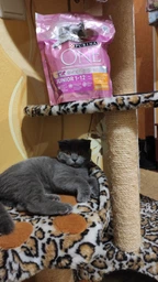 Сухий корм Purina One Junior для кошенят з куркою 450 г. (8445290071972) фото від покупців 7