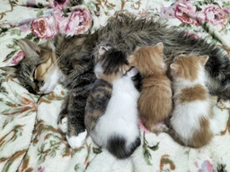 Сухой корм для взрослых кошек Purina Cat Chow Adult с уткой 15 кг фото от покупателей 17