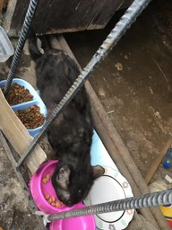 Сухий корм для котів Kitekat яловичина з овочами 300 г. (5900951248818) фото від покупців 2