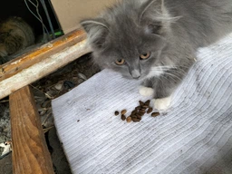 Сухий корм для котів Kitekat яловичина з овочами 300 г. (5900951248818) фото від покупців 1
