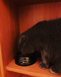 Сухий повнораціонний корм для стерилізованих котів старше 7 років Purina Pro Plan LiveClear для зменшення алергенів на шерсті з індичкою 1.4 кг фото від покупців 10