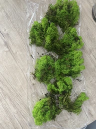Стабилизированный мох ягель Nordic moss Зеленый травяной светлый 100 грамм фото от покупателей 16