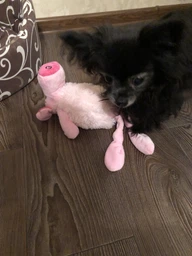 Іграшка для собак Pet Nova Велика свинка Pet Nova 35 см (PLU-PIG-LARGE) (5903031441369) фото від покупців 2