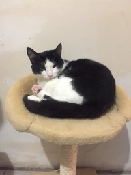 Когтеточка Lucky Pet Прана, серый, 33х33х50см фото от покупателей 19