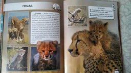 Книга: Мир вокруг нас. Детеныши животных, укр Crystal Book F00020867 фото от покупателей 1