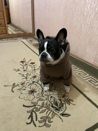 Худи для собак DogClub Brand L Black фото от покупателей 10