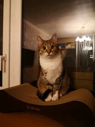 Кігтеточка дряпка з гофрокартону лежанка для котів з картонним фасадом Cat Joy Modern Whitish 54x13x25 см фото від покупців 1