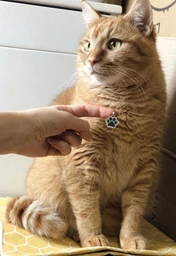 Адресник для Котов BronzeDog из Нержавеющей Стали Лапка Серебристый 20*20 мм (90371) фото от покупателей 5