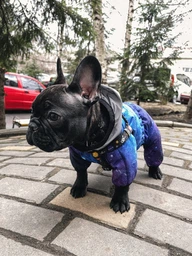 Комбинезон для собак COLLAR WAUDOG Clothes рисунок "NASA21", S35, В 52-55 см, С 31-36 см (5435-0148Collar)