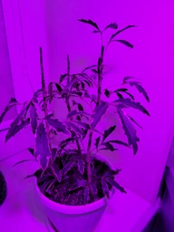 Фитолампа GreenHouse GR-8 з світильником-прищіпка фото від покупців 7