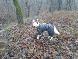Комбінезон для собак Pet Fashion «RAIN» 6-XL (червоний) фото від покупців 8