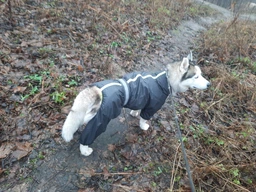 Комбінезон для собак Pet Fashion «RAIN» 6-XL (червоний) фото від покупців 7