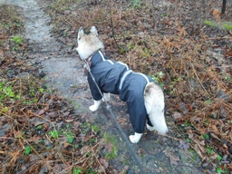 Комбінезон для собак Pet Fashion «RAIN» 6-XL (червоний) фото від покупців 6