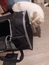 Рюкзак-переноска для собак и кошек Trixie TBag 42 х 29 x 21 см до 8 кг Черный с серым (4011905028828) фото от покупателей 2