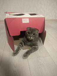 Корм Royal Canin Kitten сухой для котят 2 кг фото от покупателей 19