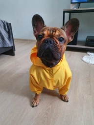 Куртка-дощовик для собак Noble Pet Moss Yellow M-Short (M4108/M-Short) фото от покупателей 14