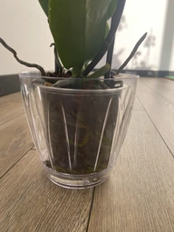 Горщик для орхідеї Orchid 1,5 л прозорий Serinova фото від покупців 1