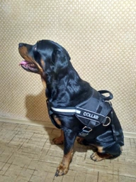 Шлея Collar Dog Extreme Police №4 с фонариком В:75-100 см Красная (07073Collar) фото от покупателей 4