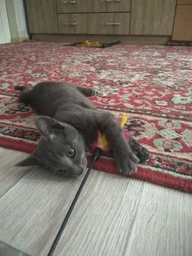 Игрушка-удочка Trixie для котов с яркими перьями, 50 см, разноцветная фото от покупателей 9