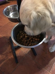Корм для дорослих собак породи Лабрадор-ретрівер ROYAL CANIN LABRADOR ADULT 12.0 кг