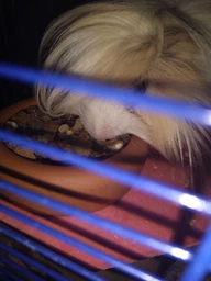 Корм для морских свинок Versele-Laga Nature Cavia зернова суміш супер преміум 0.75 кг (613566)