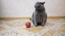 Іграшка для котів Trixie М'яч для ласощів d=7 см (пластик )