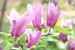 Canon EOS 750D Kit 18-135 IS STM фото від покупців 2
