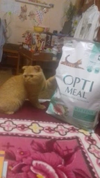 Сухой корм Optimeal для котят, с курицей, 200 + 100 г фото від покупців 2