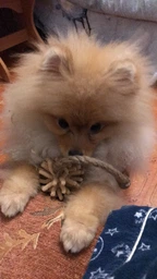 Іграшка для собак Trixie Собака з пищалкою 30 см Різнокольоровий (35930) фото від покупців 7