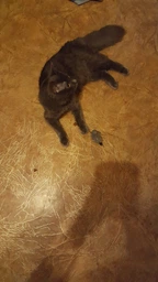 Іграшка для котів Trixie Мишка плюшева з м'ятою 7 см (4011905457352)