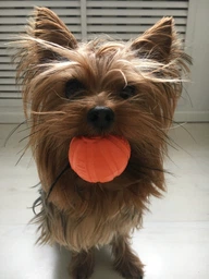 Іграшка для собак Collar Liker 5 М'ячик для цуценят і собак дрібних порід (6298) фото від покупців 10