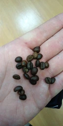 Кава в зернах 100% Coffee Classic 1 кг (4820188500200)