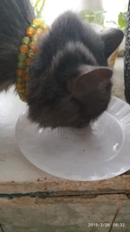 Влажный корм для кошек Purina Gourmet Gold Двойное удовольствие с кроликом и печенью в соусе (12х85г) фото от покупателей 9