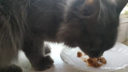 Влажный корм для кошек Purina Gourmet Gold Двойное удовольствие с кроликом и печенью в соусе (12х85г) фото от покупателей 8