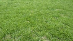 Газонная трава влагосберегающая DLF-Trifolium Turfline WaterLess (Турфлайн Ватерлесс), 7.5 кг фото от покупателей 2