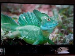 Телевизор TCL 43DP600 4K Smart+0% Кредит на 10 мес! фото от покупателей 4
