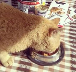 Консерви Purina Pro Plan Junior (банка) для кошенят Мус з куркою, 85 г фото від покупців 8