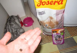 Сухой корм для котят, беременных и кормящих кошек Josera Minette 2 кг (4032254740674)