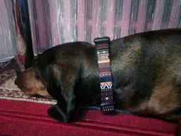 Ошейник для Собак BronzeDog Urban Этнический Нейлоновый c Пластиковой Пряжкой Оранжевый 20 мм 30-40 см (51/1385) фото от покупателей 3