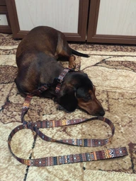 Ошейник для Собак BronzeDog Urban Этнический Нейлоновый c Пластиковой Пряжкой Оранжевый 20 мм 30-40 см (51/1385) фото от покупателей 2