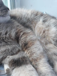 Сухий корм для кошенят Whiskas з куркою 14 кг (5900951014369) фото від покупців 4