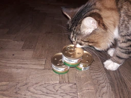 Упаковка влажного корма для кошек Purina Gourmet Gold Паштет с кроликом 24 шт по 85 г фото от покупателей 10