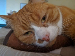 Беззерновой сухой корм для взрослых кошек - утка и овощи Оптимил Optimeal Adult Cat Grain Free Duck & Vegetables 4 кг фото от покупателей 5