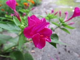 Цифровий фотоапарат Canon PowerShot SX530HS Black (9779B012). 47407