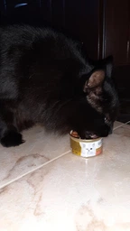 Влажный корм для кошек Purina Gourmet Gold Кусочки в соусе с лососем и курицей 85 г (7613032618674) фото от покупателей 12