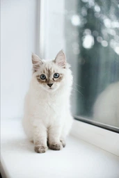Сухой корм Optimeal для котят, с курицей, 200 + 100 г фото від покупців 1