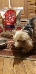Корм консервований Purina One Mini/Small Adult для собак до 10кг з куркою морквою зеленою квасолею в підливі 85 г (8445290298263) фото від покупців 15