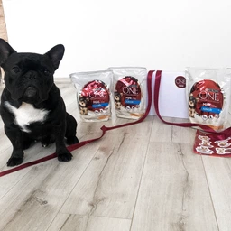 Сухий корм Purina One Mini/Small Junior для цуценят дрібних порід з куркою і рисом 800г.(7613035027022) фото від покупців 19