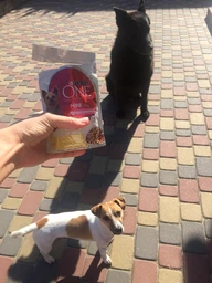 Вологий корм для собак малих порід Purina One з яловичиною картоплею та морквою в підливці пауч 85 г 1 шт (8445290298287) фото від покупців 19